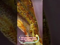 Ручной отжим меда позволяет лучше сохранить питательные вещества и первоначальный вкус меда.