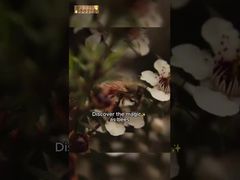 500 г UMF10+ Чистый мёд Мануки Манука натуральный пчелиный мёд Чистый сырой мёд