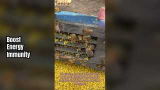 Порошок пыльцы повышает иммунитет и энергию