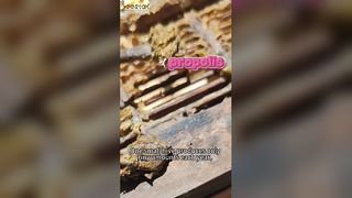 Знаете ли вы, как добывают прополис, известный как «фиолетовое золото»?