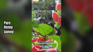 Нефильтрованный мед годжи — органический мед из волчьей ягоды, без добавок и консервантов