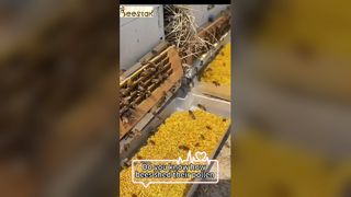 Знаете ли вы, как пчелиная пыльца опадает с ножек пчелы?