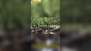Пасека представляет собой сцену совершенной гармонии.